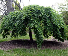 В'язаний плакучий Кампердовні