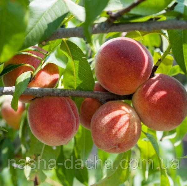 Персик Ред Ерлі (середньостиглий)