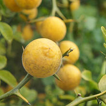 Понцірус трилисточковий