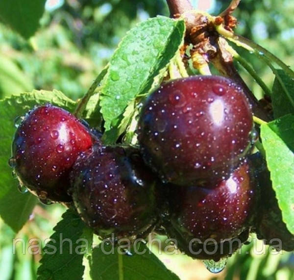 Вишня Нічка (середньостиглий)