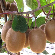 Ківі самозапилюваний Хейворд (горшик 0.5л)