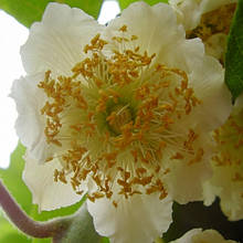 Ківі Атлас чоловічий опилювач 2 роки, горщик