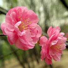 Мигдаль декоративний Плена