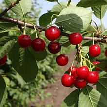 Вишня Рання-2 (рання)