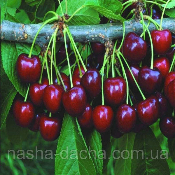 Черешня Каресова (середньостигла)