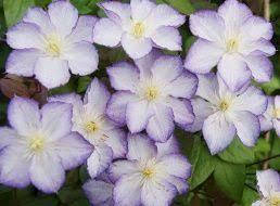 Клематис Міосотис