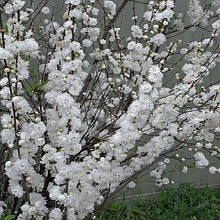 Мигдаль декоративний Білий Вітрило