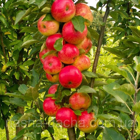 Яблуня колоновидна пізня Готика, фото 2