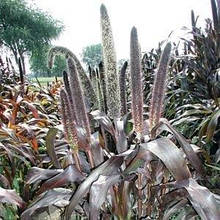 Пеннісетум сизий/Pennisetum glaucum (контейнер0,5л)