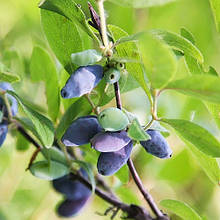 Жимолость їстівна Ведмедиця 1 рік