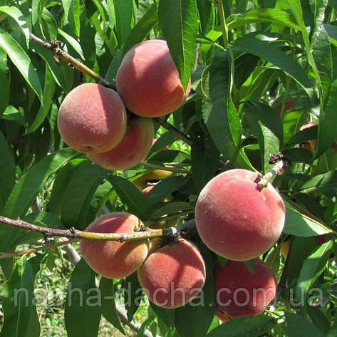 Персик Саммер Гло Ловель (середньостиглий), фото 1