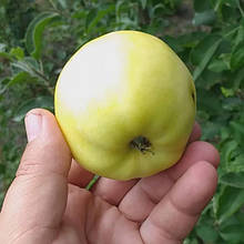 Яблуня Ерлі Голд (осіння)