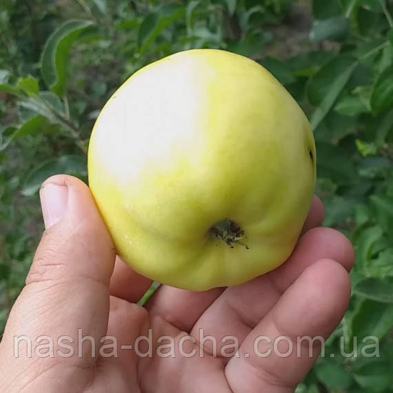 Яблуня Ерлі Голд (осіння)