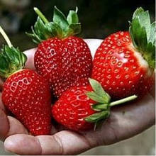 Полуниця рання Світ Чарлі