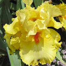 Ірис бородатий Мартіл Роуленд (Martile Rowland)