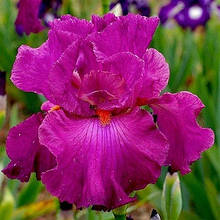 Ірис бородатий малиновий