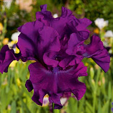 Ірис фіолетовий оксамит