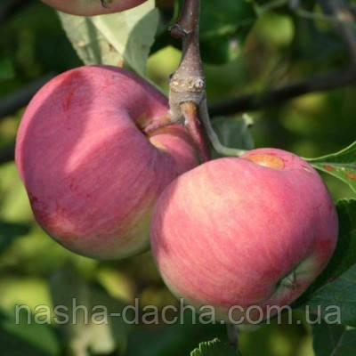Яблуня Клоуз, (літня)
