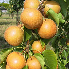 Груша азіатська ХОСУ (осіння)