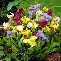Ірис — суміш сортів