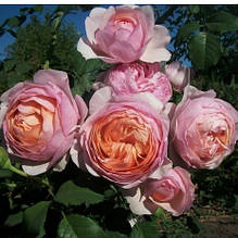 Троянда Пітер Пауль Рубенс