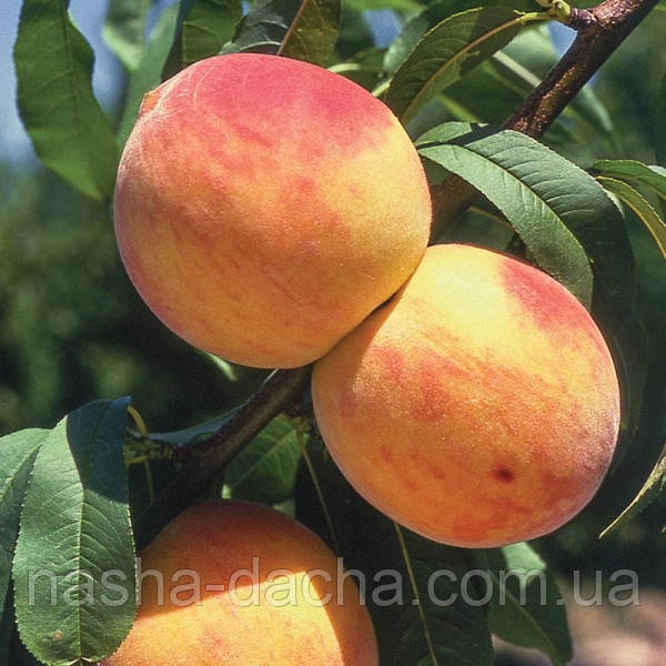 Персик "Золотий ювілей" (середньостиглий)