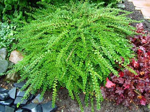 Жимолость Шапкова