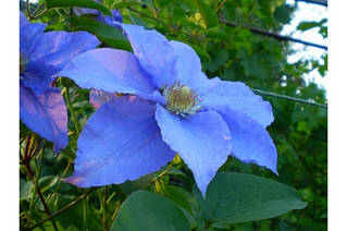 Клематис Бірюзінка