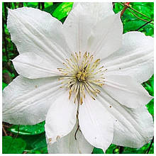 Клематис Лісова опера