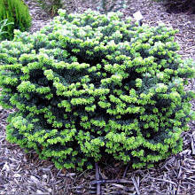 Пихта бальзамічна (контейнер 1,5л)