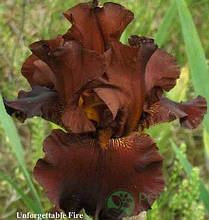 Ірис бородатий Фаєр Unforgettable fire