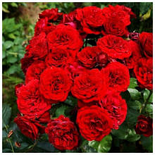 Троянда флорибунда Лаваглут