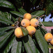 Мушмула німецька Сентеші Рожа