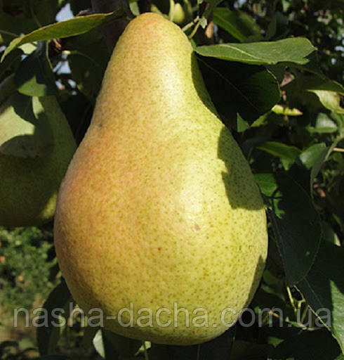 Груша Маргарита Марілья (середня)