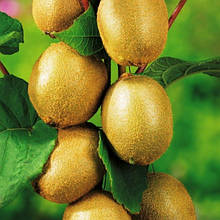 Ківі самозапильний Соло 2 роки, горщик