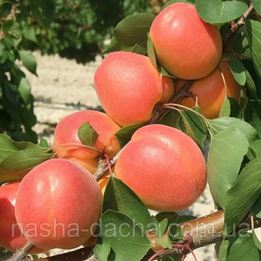Абрикос Млієвський (ранній)