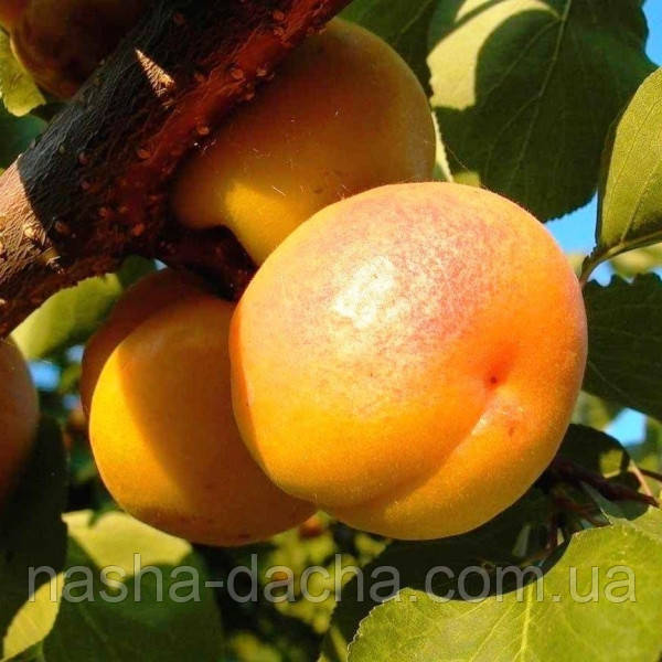 Абрикос Світлоградський (ранній)