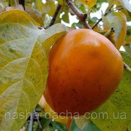 Хурма Гошо Гакі рання щеплена (вкс), фото 1