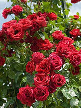 Троянда паркова Торнадо