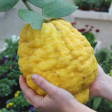 Цитрон Максима