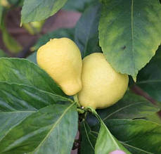 Лимон Грушеподібний Перетта