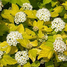 Бульбашник калінолистий Дартс Голд