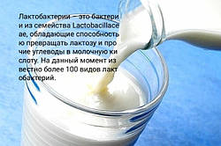 ЛАКТОБАКТЕРИИ
