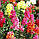 Ротики (Антирринум) садові Веселка суміш. 0,2 г, фото 3