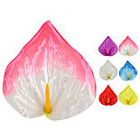 Пресс-цветок Калла крупная атлас, 14 см, фото 3