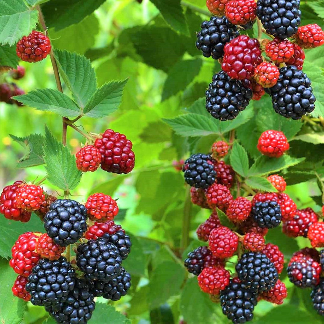 Саджанці ожини Апачі (Apache) - середнього строку, безколючкова, крупноплідна, транспортабельна, фото 1