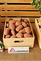 Картопля насіння Agrico Голландія, сорт Еволюшн раннє, 2.5 кг