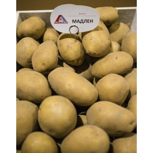 Запобігання Весна 2021-Сім'яній картопля Мадлен 1 репродукція 20 кг
