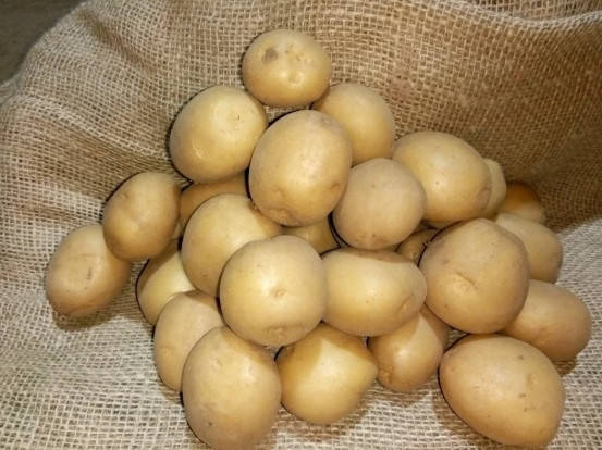 Запобігання Весна 2021-Сім'яній картопля Рив'єра 1 репродукція 10 кг, фото 2