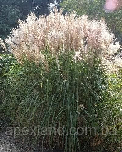 Miscanthus sinensis- китайский тростник «Грациллимус